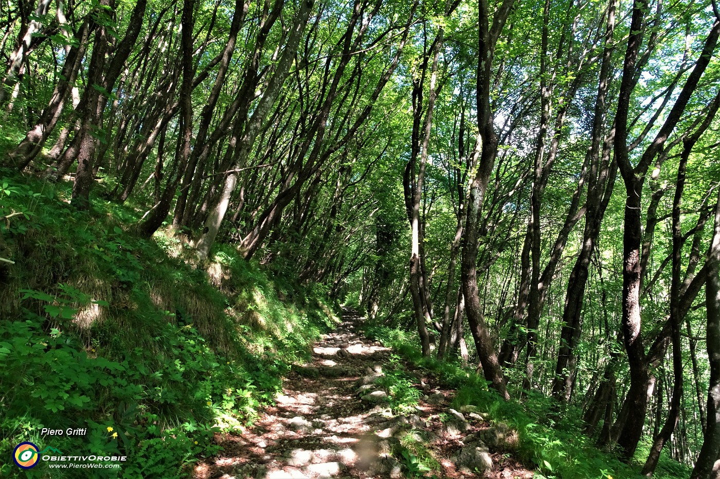 19 Il sentiero-mulattiera 506c sale nel bosco di prevalenti carpini neri .JPG